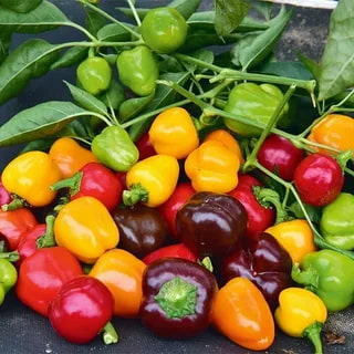 تصویر 2 از فلفل دلمه‌ ای ریز مخصوص ترشی و تزئین غذا